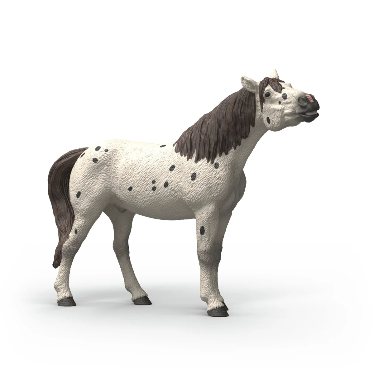 Knabstrupper Gelding